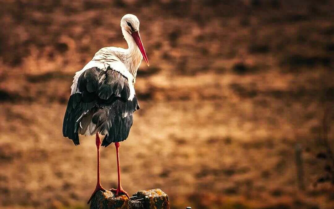 White Stork